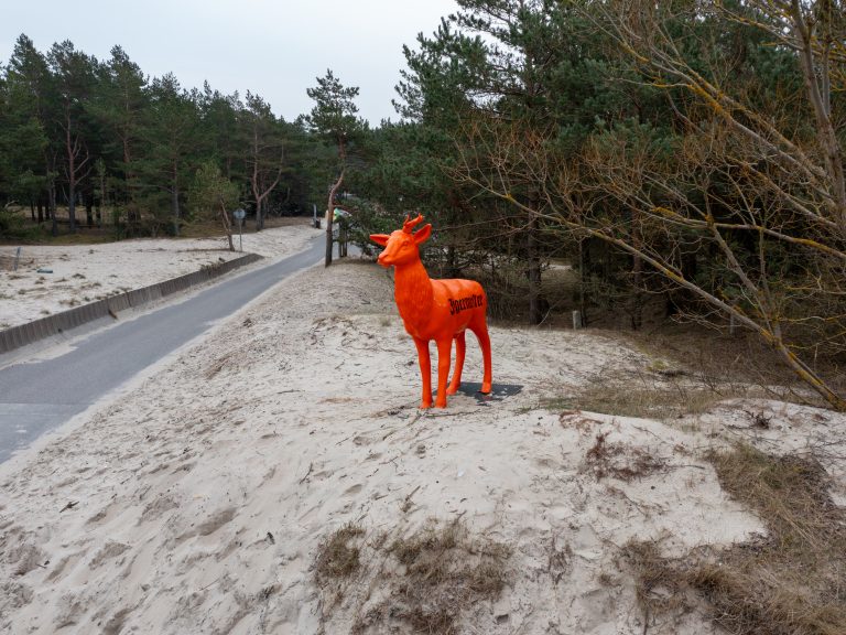 Migruojantis oranžinis elnias Nidoje / Kas vyksta nuotr.