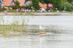 Poilsiautojai Nidoje / R. Tenio nuotr.