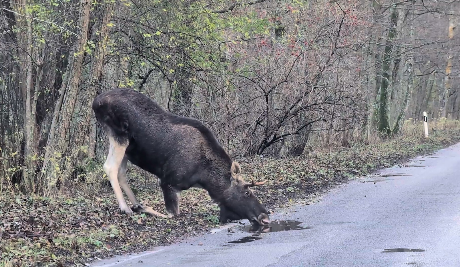 Poilsiautojai Kuršių nerijoje vietą užleido briedžiams (video)