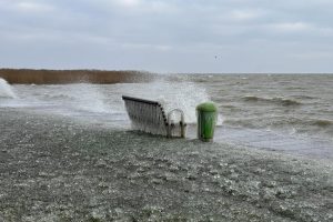 Šaltukas Kuršių marių pakrantėje / Kuršių nerijos nacionalinio parko, D. Jasaičio ir Neringos sav. soc. tinklų nuotr.