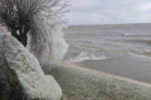 Šaltukas Kuršių marių pakrantėje / Kuršių nerijos nacionalinio parko, D. Jasaičio ir Neringos sav. soc. tinklų nuotr.