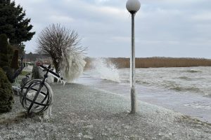 Šaltukas Kuršių marių pakrantėje / Kuršių nerijos nacionalinio parko, D. Jasaičio ir Neringos sav. soc. tinklų nuotr.