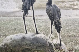 Šaltukas Kuršių marių pakrantėje / Kuršių nerijos nacionalinio parko, D. Jasaičio ir Neringos sav. soc. tinklų nuotr.