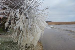 Šaltukas Kuršių marių pakrantėje / Kuršių nerijos nacionalinio parko, D. Jasaičio ir Neringos sav. soc. tinklų nuotr.