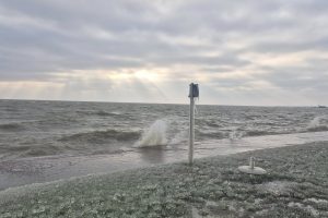 Šaltukas Kuršių marių pakrantėje / Kuršių nerijos nacionalinio parko, D. Jasaičio ir Neringos sav. soc. tinklų nuotr.