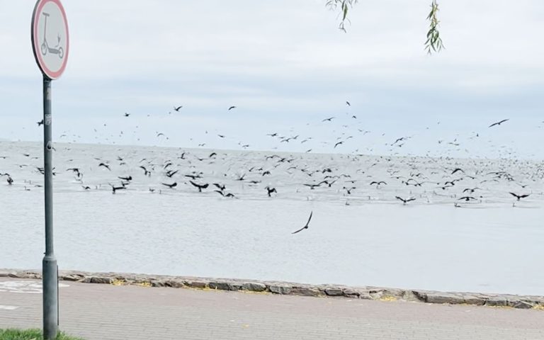 Kormoranai Nidoje / Stopkadras